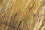Polished Strelley Pool Stromatolite Slab - Billion Years Old #234868-1